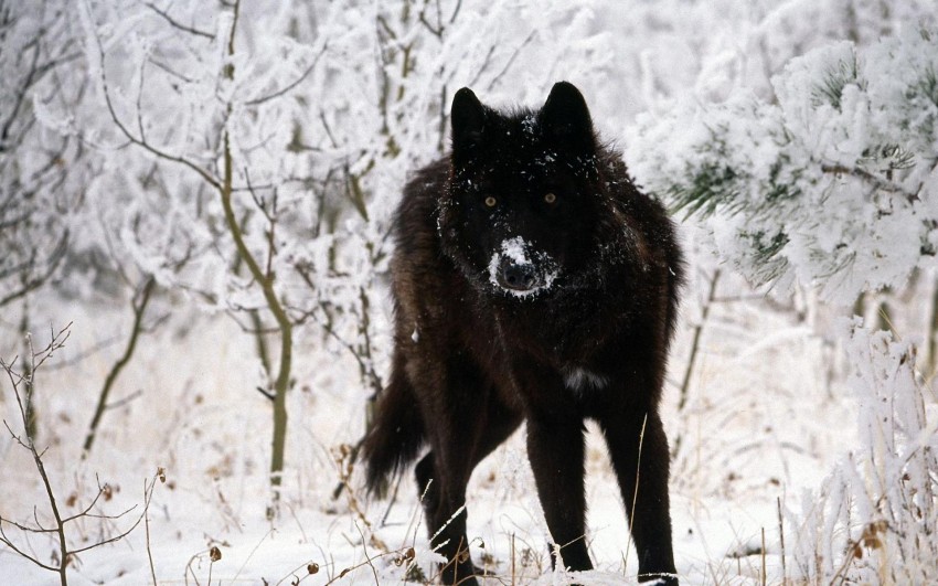 Black Wolf Standing Background Full HD Wallpaper Download