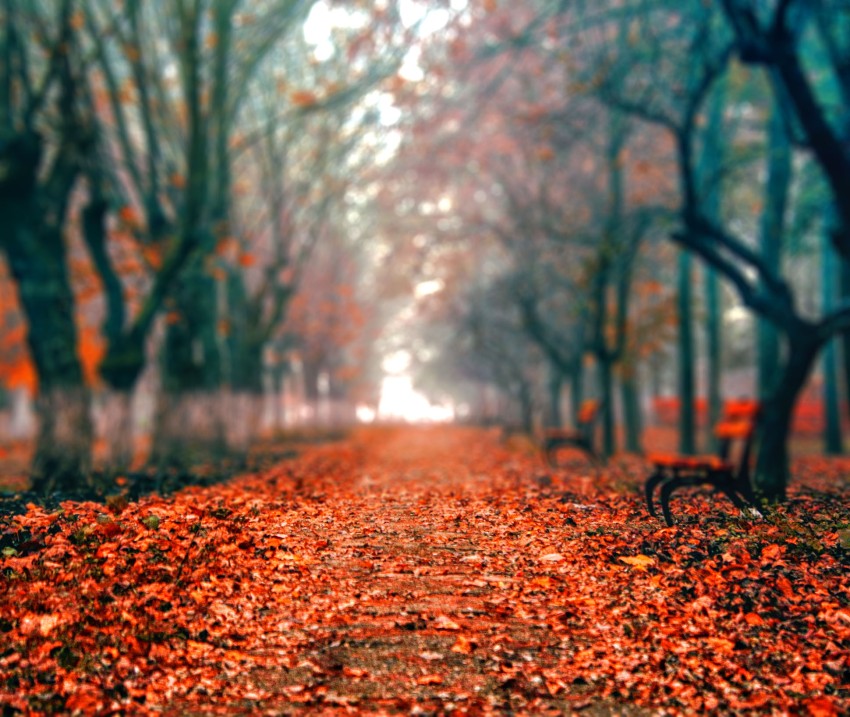 Blur Autumn Tree Forest CB Picsart Background HD | CBEditz