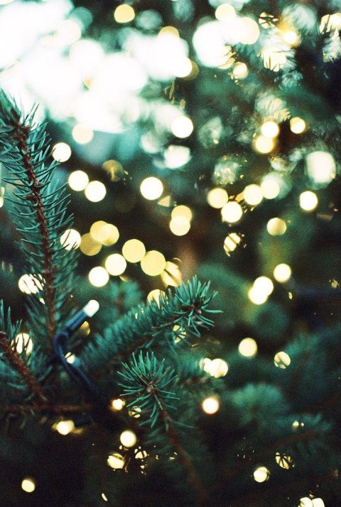 bLUR Christmas Tree Background HD Download