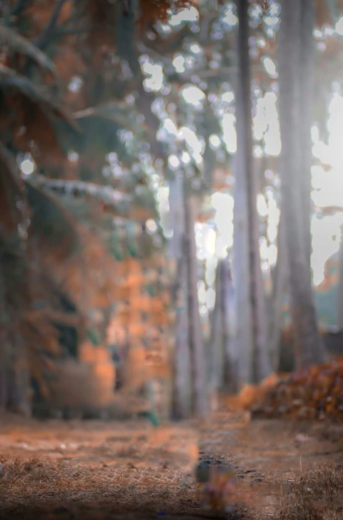 Blur Forest CB Background Download