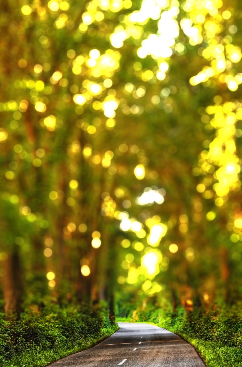 Blur Forest Tree Photoshop Picsart Background Full HD Download CBEditz