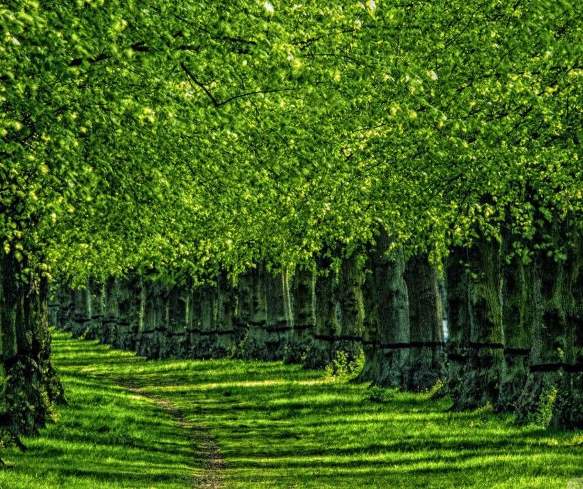 🔥 Blur Green Tree Nature CB Picsart Editing Background | CBEditz