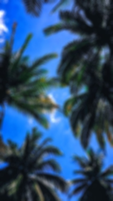 Blur Palm Tree CB Picsart Editing Background Download