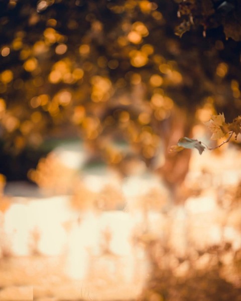 Blur Autumn Tree Picsart CB Editing Full Hd Background
