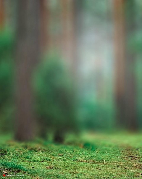 Blur Green Forest Picsart CB Editing Full Hd Background