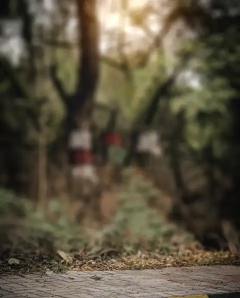 Blur Tree Forest Picsart Background Full HD Download