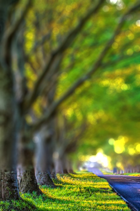 Blur Tree Green Editing Full HD Background Download