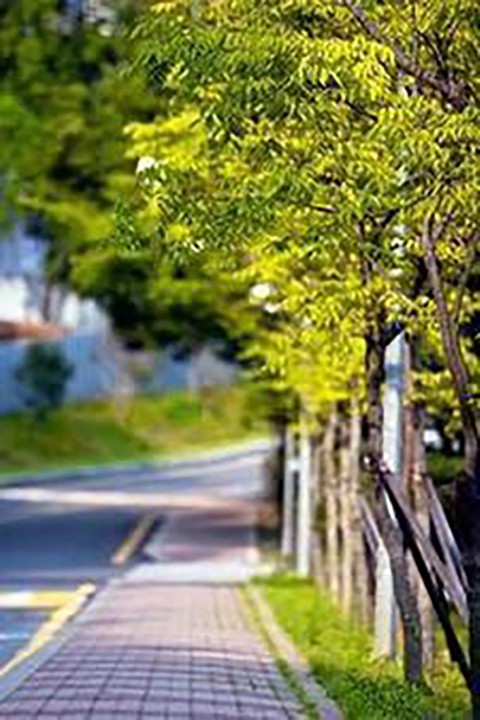 Blur Tree Outdoor CB Background HD