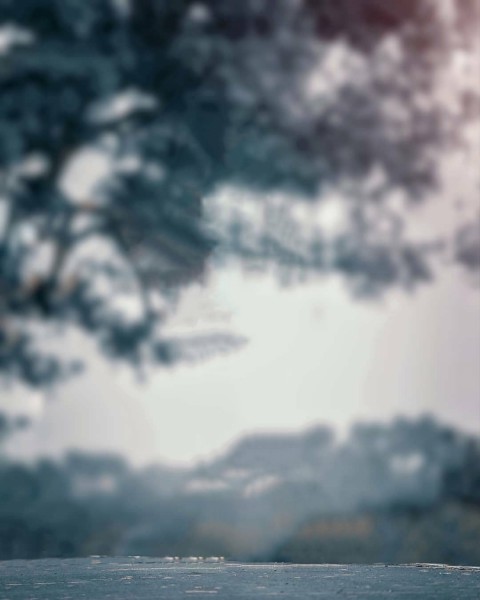 Blur Tree Photo Editing HD Background Download (2) | CBEditz