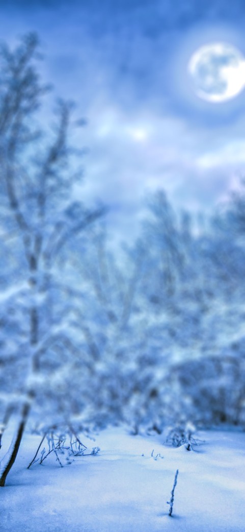 🔥 Blur Winter Forest Tree CB Picsart Background Full HD | CBEditz