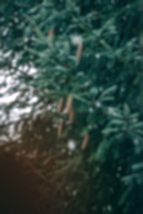 Blur Winter Green Tree CB Picsart Background Full HD | CBEditz