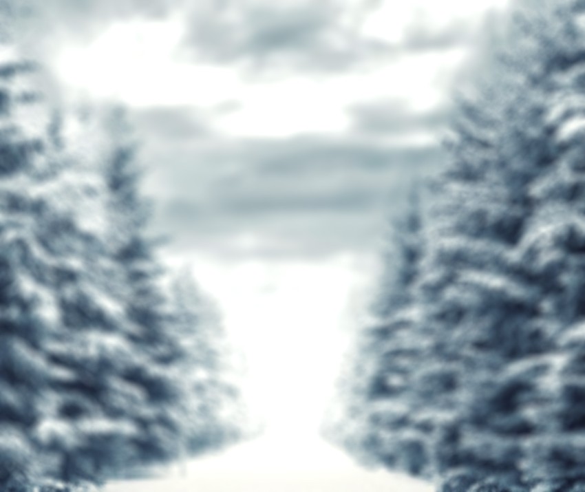 Blur Winter Tree CB Photo Editing  Background Full HD