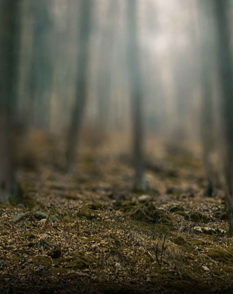 Blurred Forest Tree CB Editing PicsaArt Background Full HD CBEditz