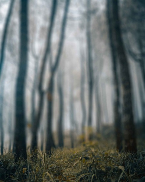 Blurred Forest Tree CB Editing PicsaArt Background Full HD