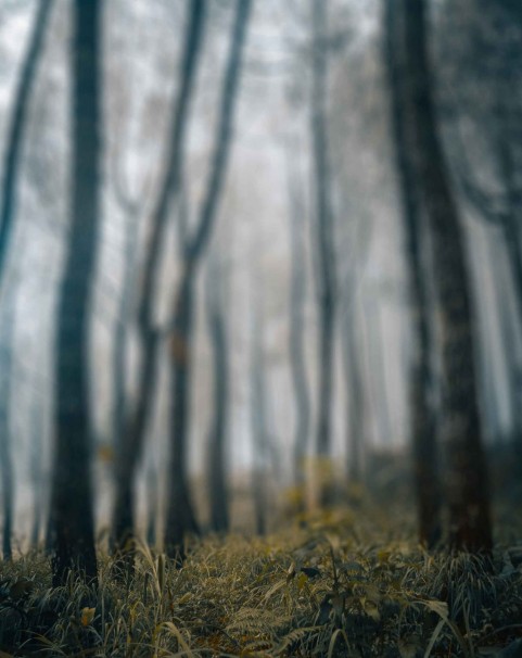 Blurred Forest Tree CB Editing PicsaArt Background Full HD