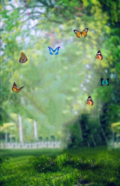 Butterfly New CB Background Full Hd