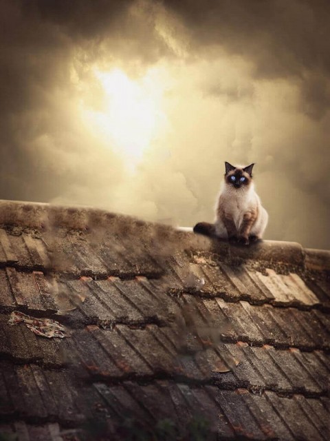 Cat Lover PicsArt Photo Editing Background