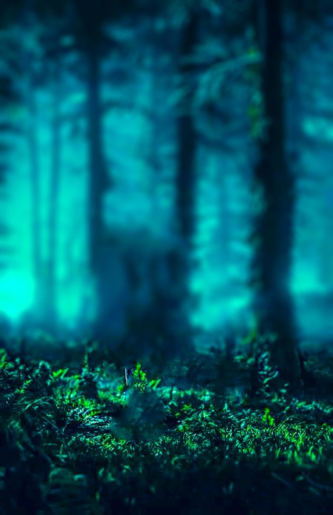 CB Editing Forest Tree Background Full HD Download