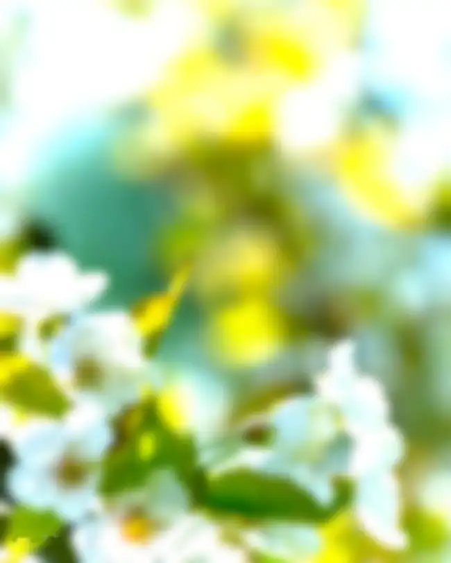 CB White Flower Bokeh Effect Background HD Download