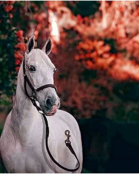 CB White Horse Photo Editing Background HD