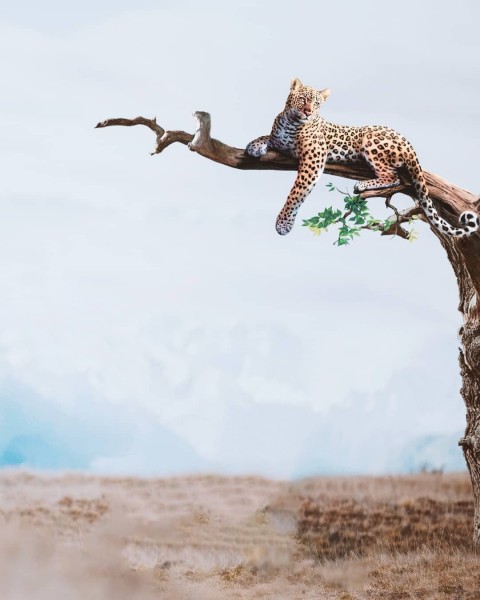 Cheetah PicsArt CB Editing HD Background