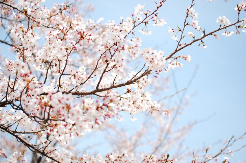 Cherry Blossom Tree Background Full HD Download