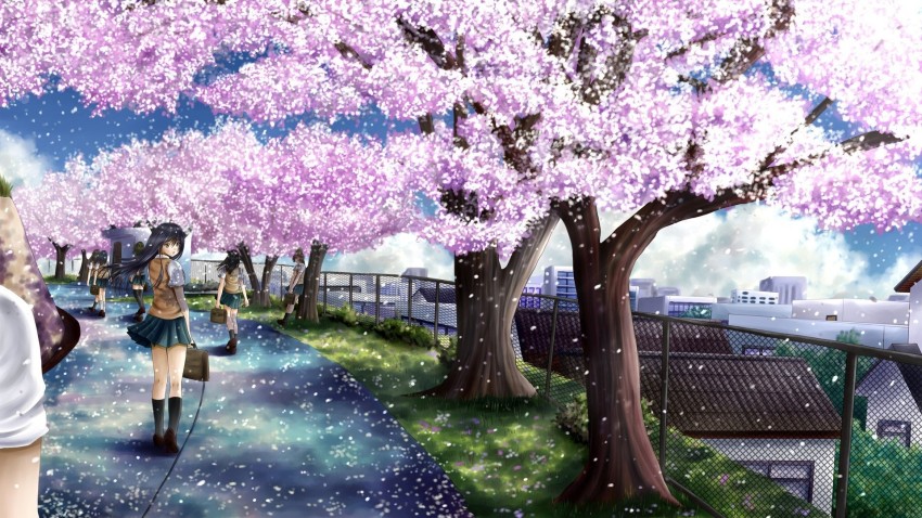 Cherry Blossom Tree Background Full HD Download