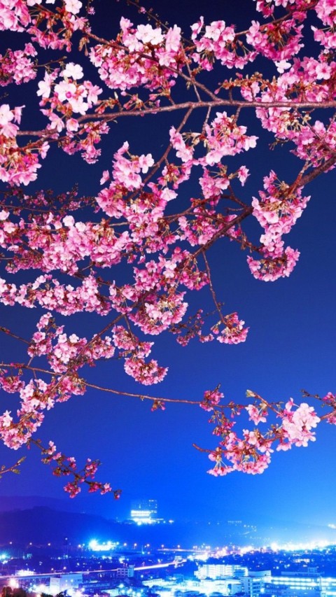 Cherry Blossom Tree Background HD Images Download