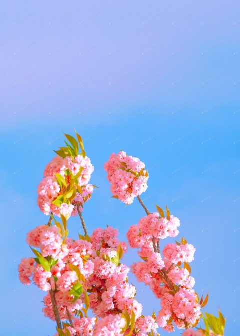 Cherry Blossom Tree Background HD Images Download