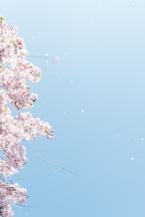 Cherry Blossom Tree Mobile Background HD Download