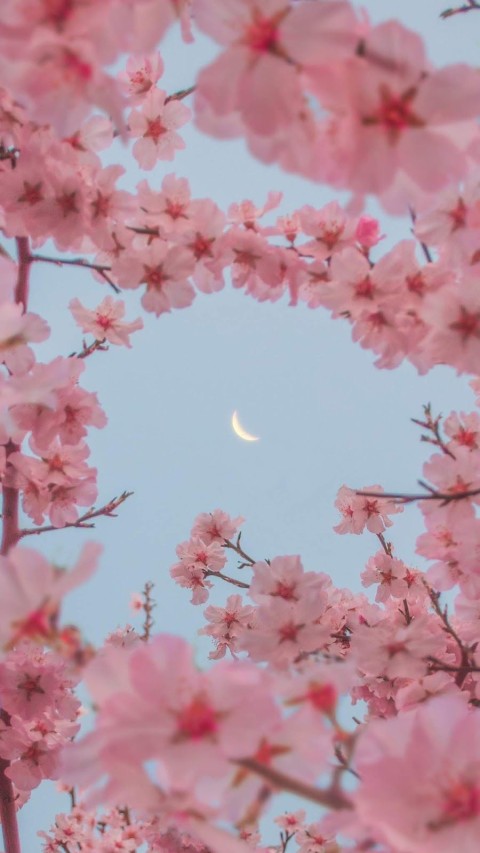 🔥 Cherry Blossom Tree Mobile Phone Wallpaper Background HD | CBEditz