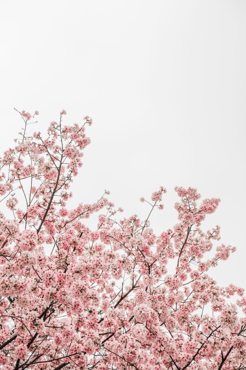Cherry Blossom Tree Mobile Phone Wallpaper Background HD
