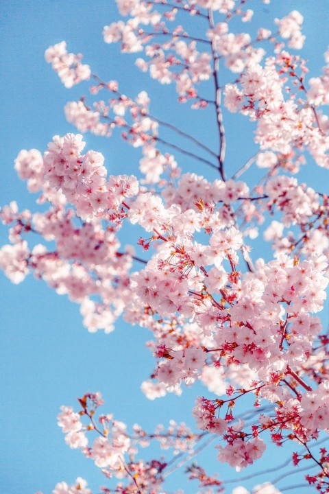 Cherry Blossom Tree Phone Wallpaper Background HD