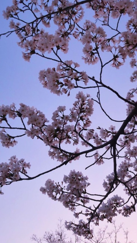 Cherry Blossom Tree Phone Wallpaper Background HD