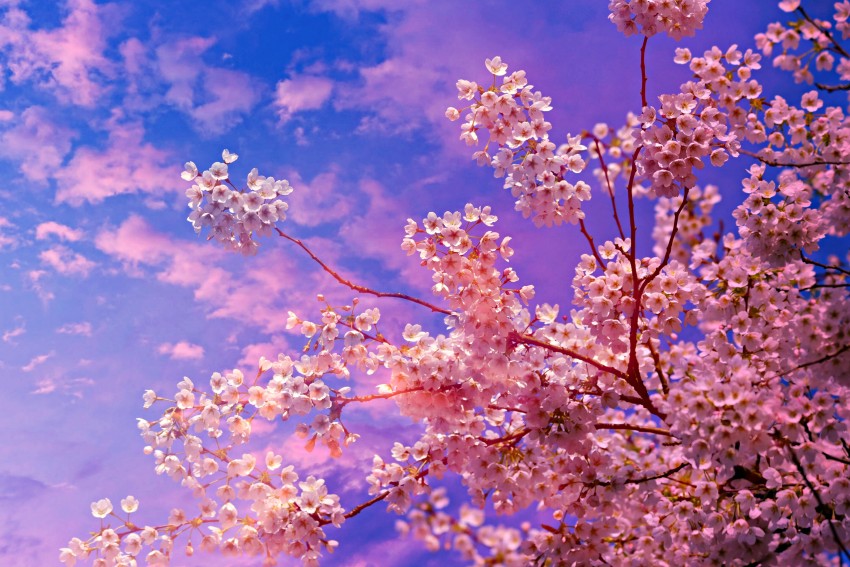 Cherry Blossom Tree Photo Background HD Download