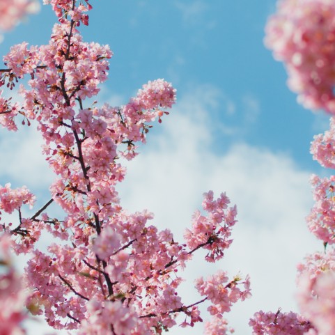 Cherry Blossom Tree Sky Background HD Download