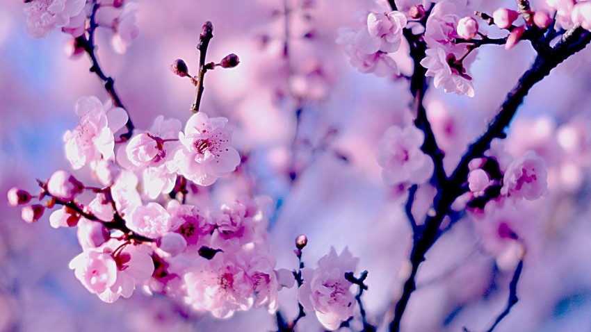 Cherry Blossom Tree Wallpaper Background HD Download