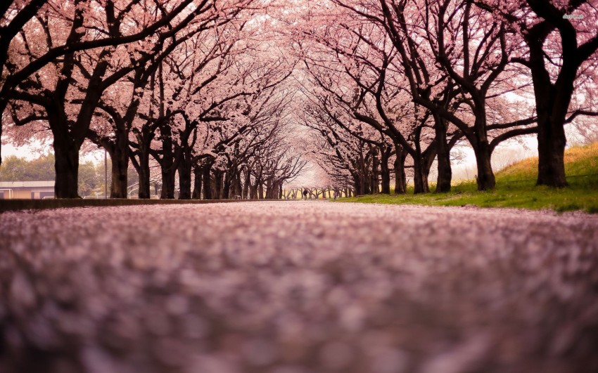 Cherry Blossom Tree Wallpaper Background HD Download