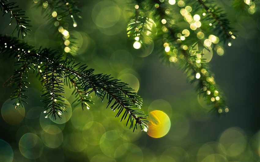 Christmas Green Tree Background HD Images Download