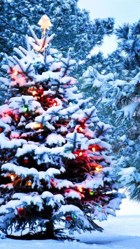 Christmas Snow Tree HD Wallpapers Background Images