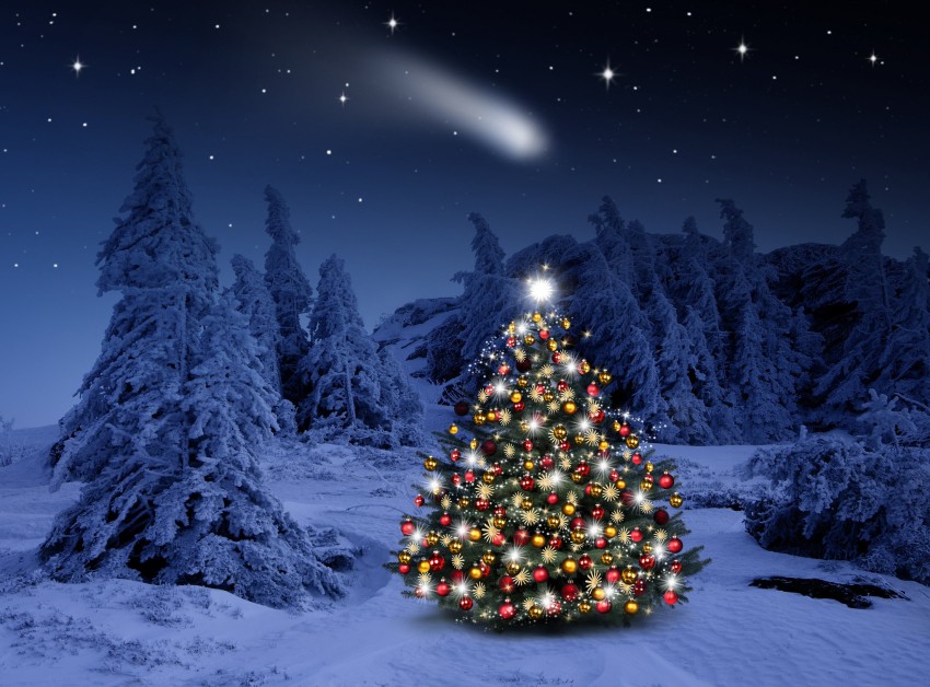 Christmas Tree Color Light Background HD Download