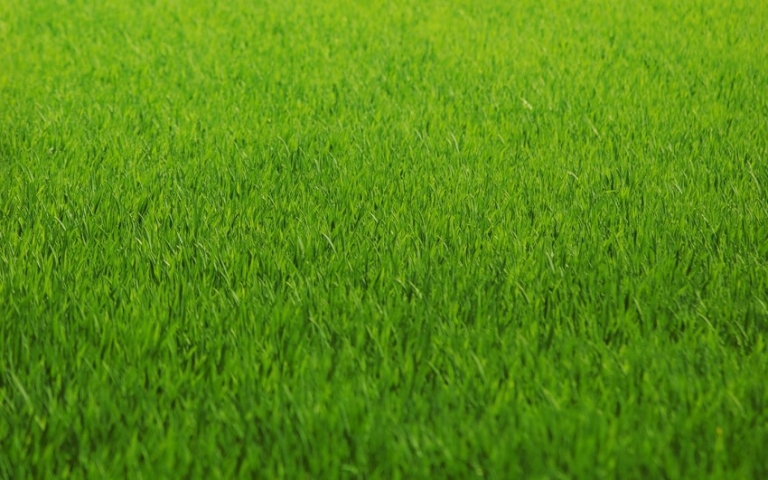 Cool Grass Background Images Photos Download