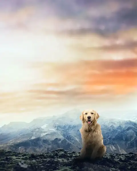 Cute Golden Dog Photo Editing Background Download