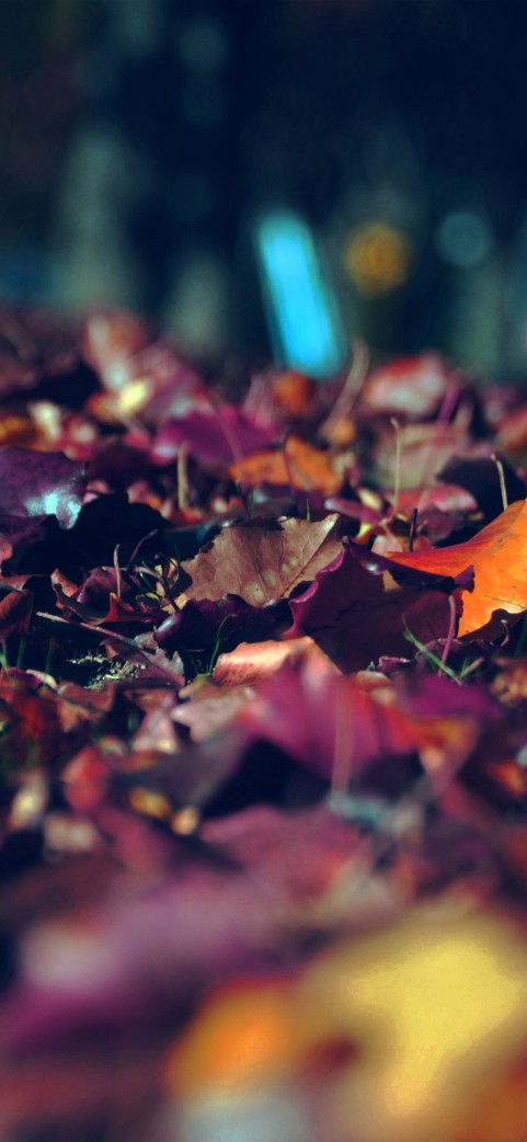 Dark Autumn Tree Background HD Download | CBEditz