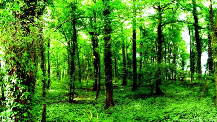Green forest HD wallpapers free download  Wallpaperbetter