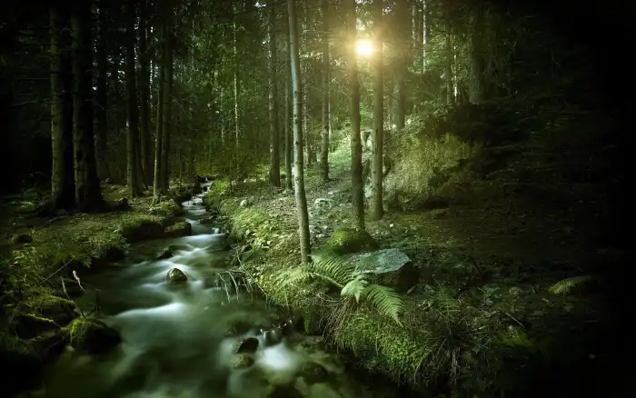 🔥 Dark Green Forest Background HD Wallpapers | CBEditz