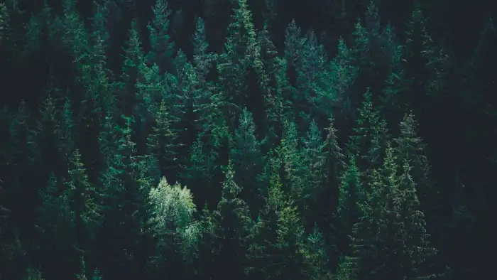 Page 7  Dark Green Forest Wallpaper Images  Free Download on Freepik