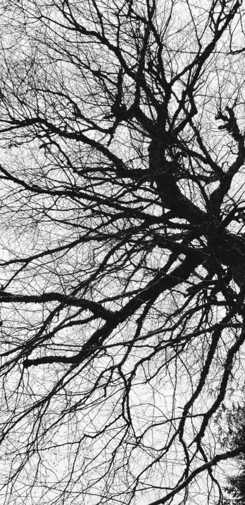 Dead Tree Black And White Background HD Download