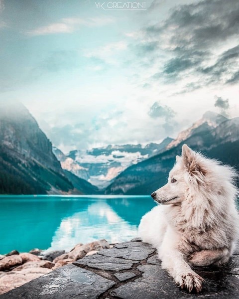 Dog Photo Editing Background HD Download