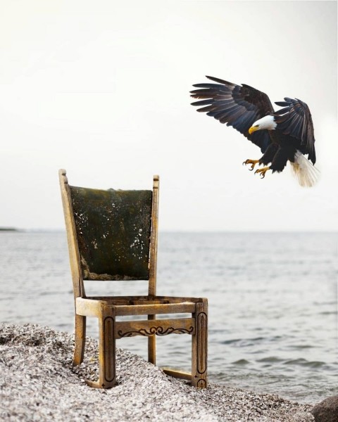 Eagel Chair PicsArt Editing Background Download Full HD